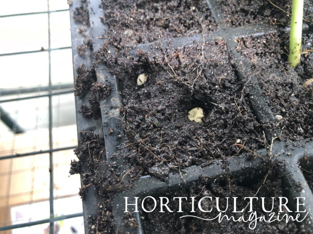 seeds shown buried in tray compost