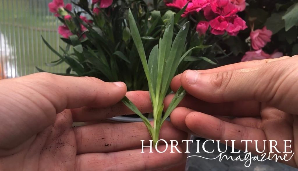 hands showing a dianthus cutting