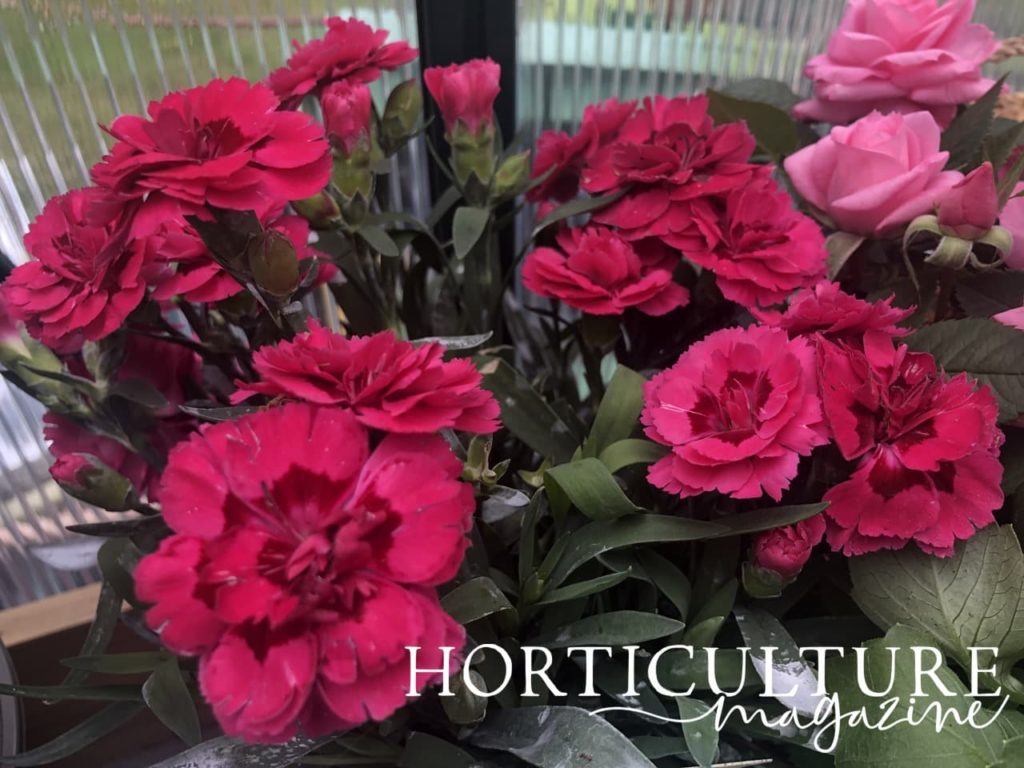 red dianthus in bloom inside a greenhouse