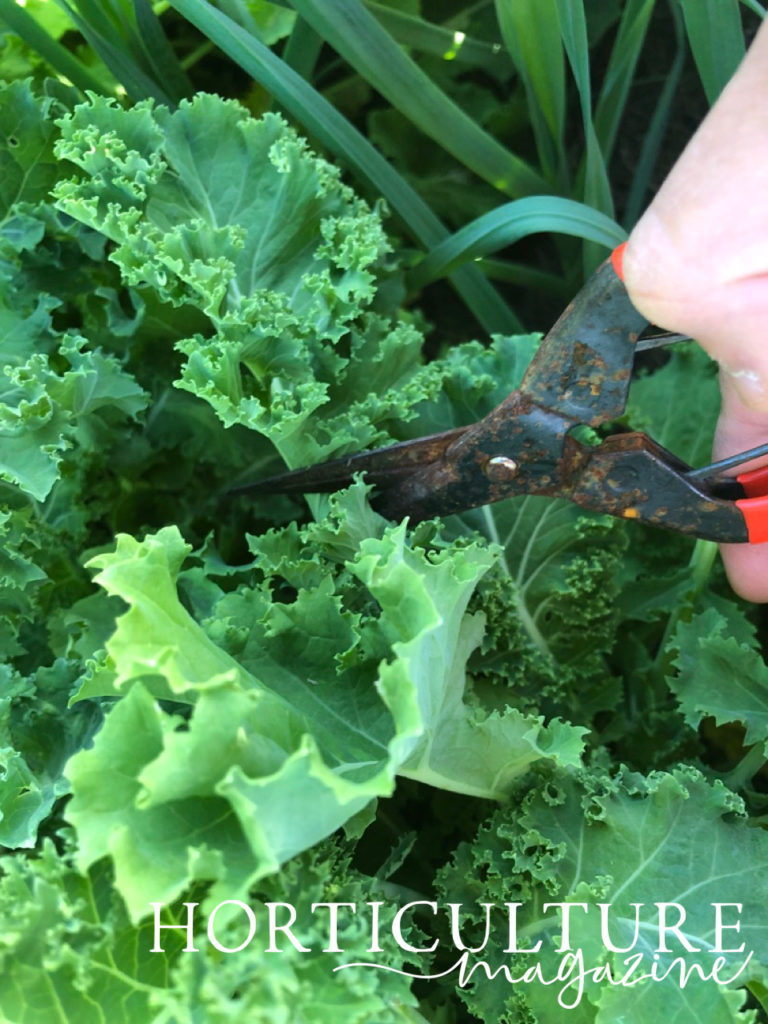 cutting leaves from a kale plant using red secateurs