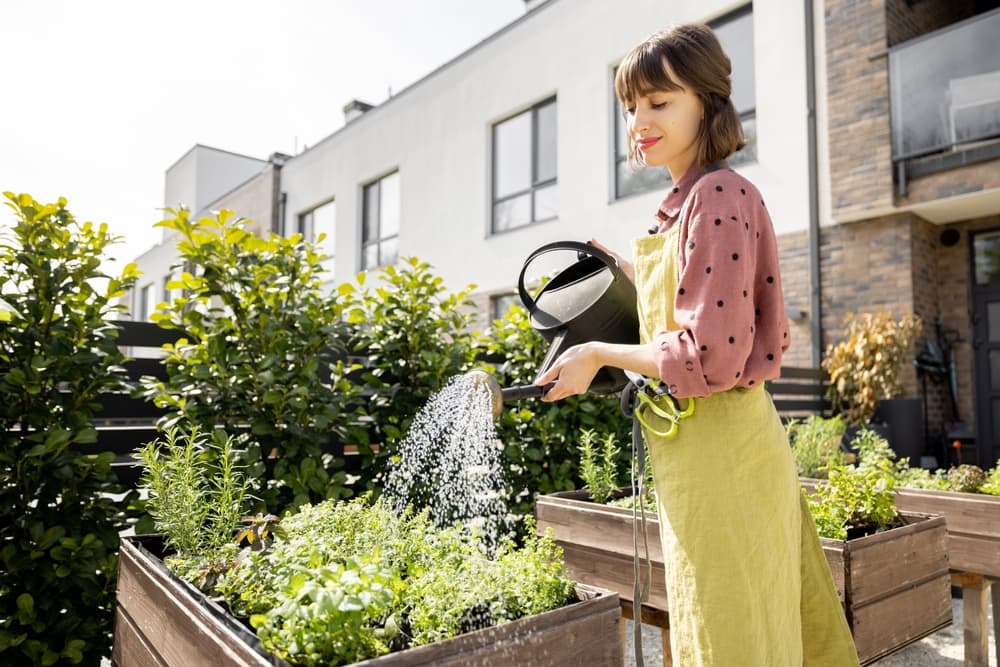 female gardener shown watering a raised bed with different herbs