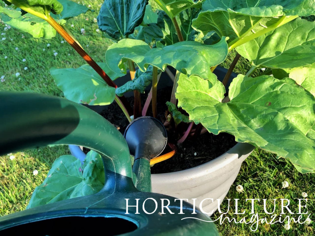 watering can shown pouring water into a container-grown rhubarb plant