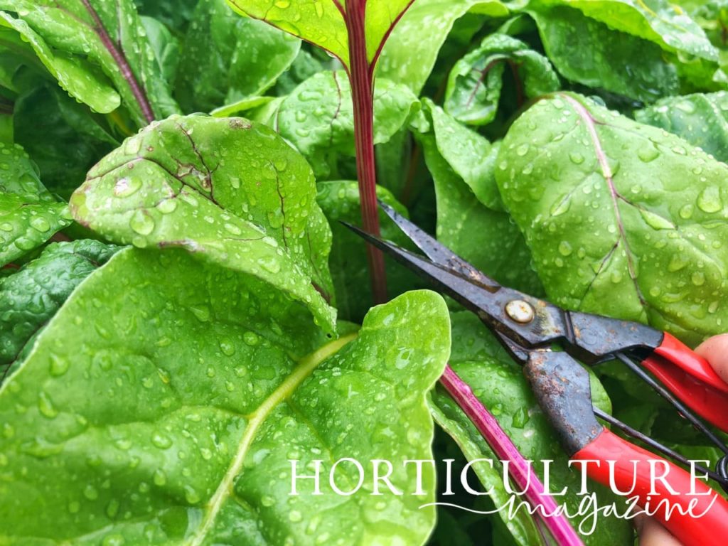 magnified view of red secateurs cutting chard stem