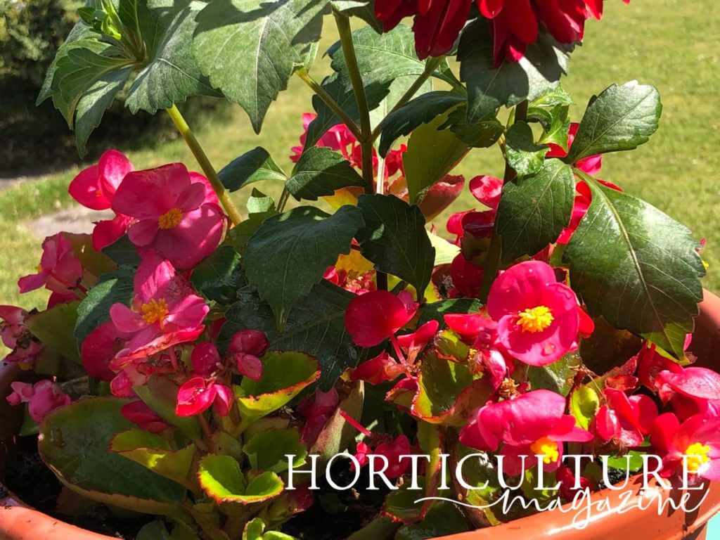 closeup of wax begonias in large plant pot