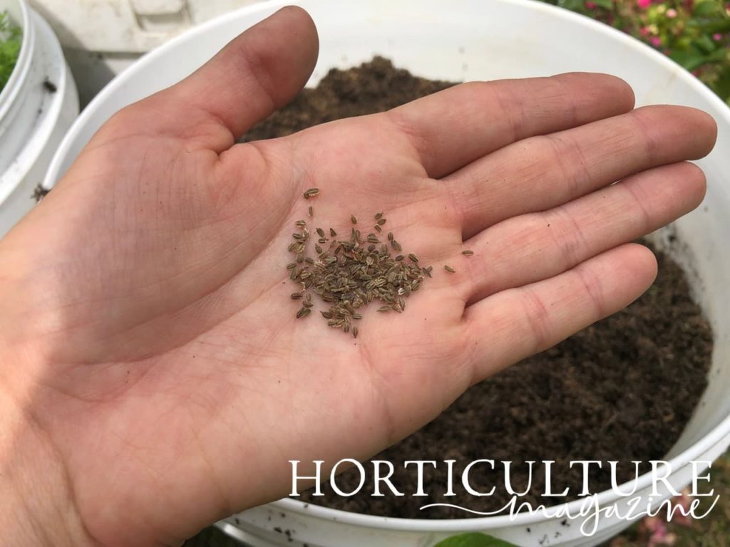 hand holding carrot seeds in front of a large plastic pot