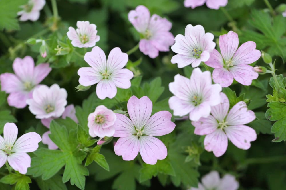 geranium Dreamland flowers in focus with white petals and tints of light pink