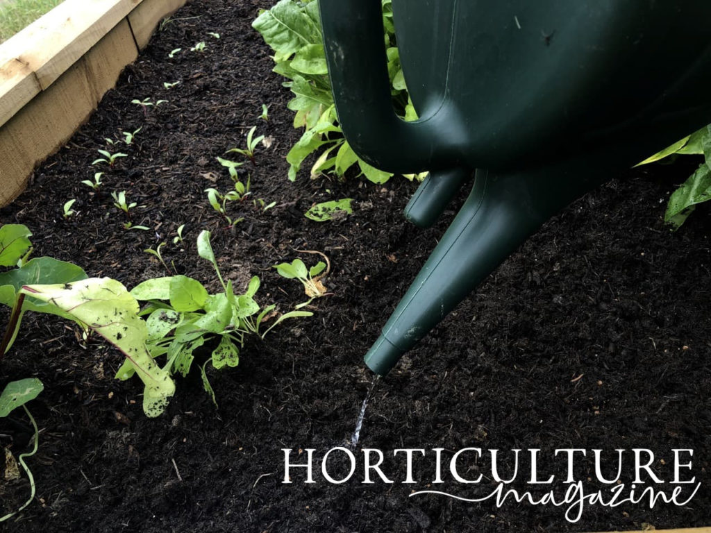 watering can being used to water in freshly sown kale seeds