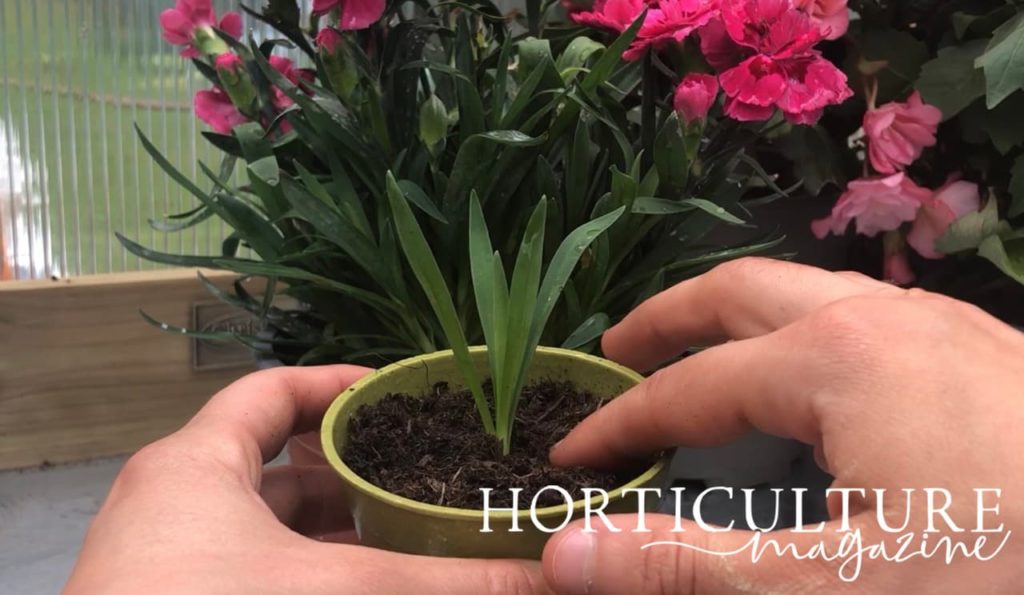 dianthus cutting placed in a green pot for propagation