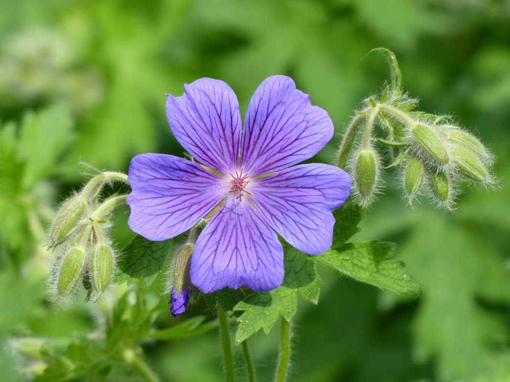 a single flower of Geranium x magnificum with buds ready to flower