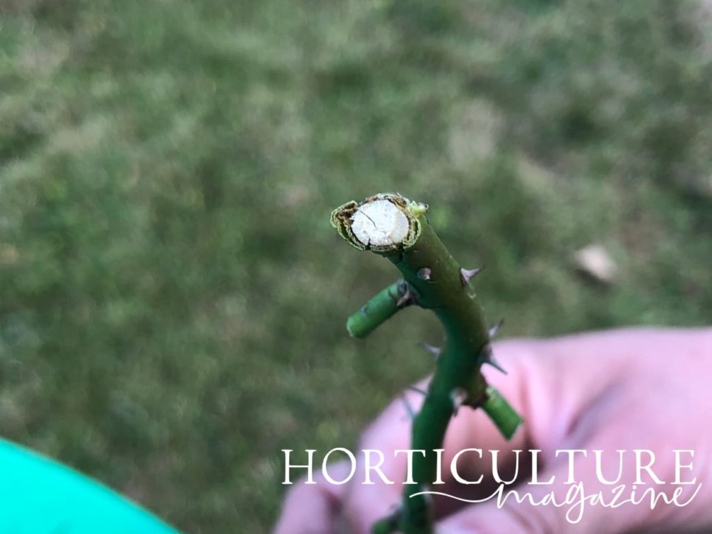 bottom view of a rose cutting held in a hand