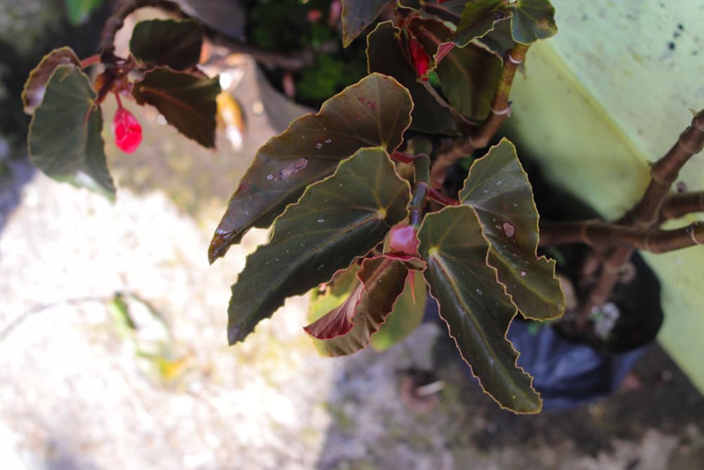 leaves and flowers of B. boliviensis 'Million Kisses Series'