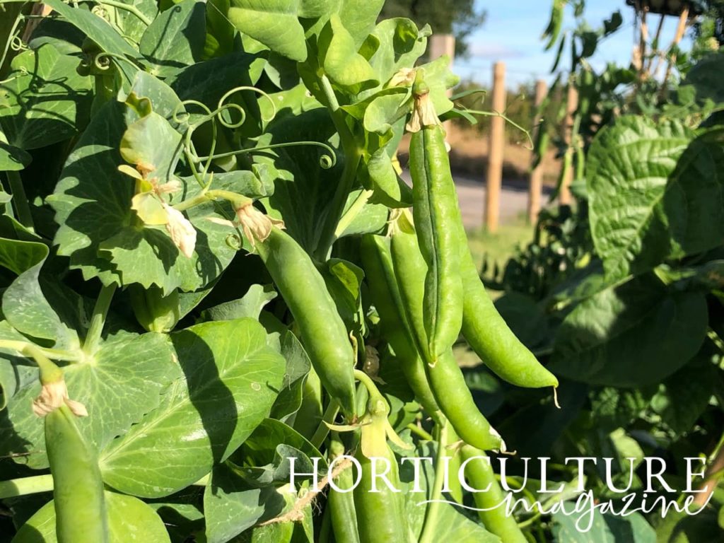 garden peas shown ready to harvest
