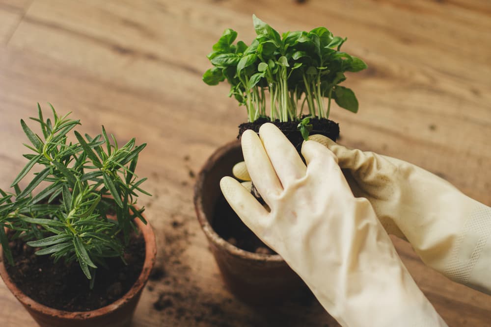 gloved hands repotting a supermarket basil plant