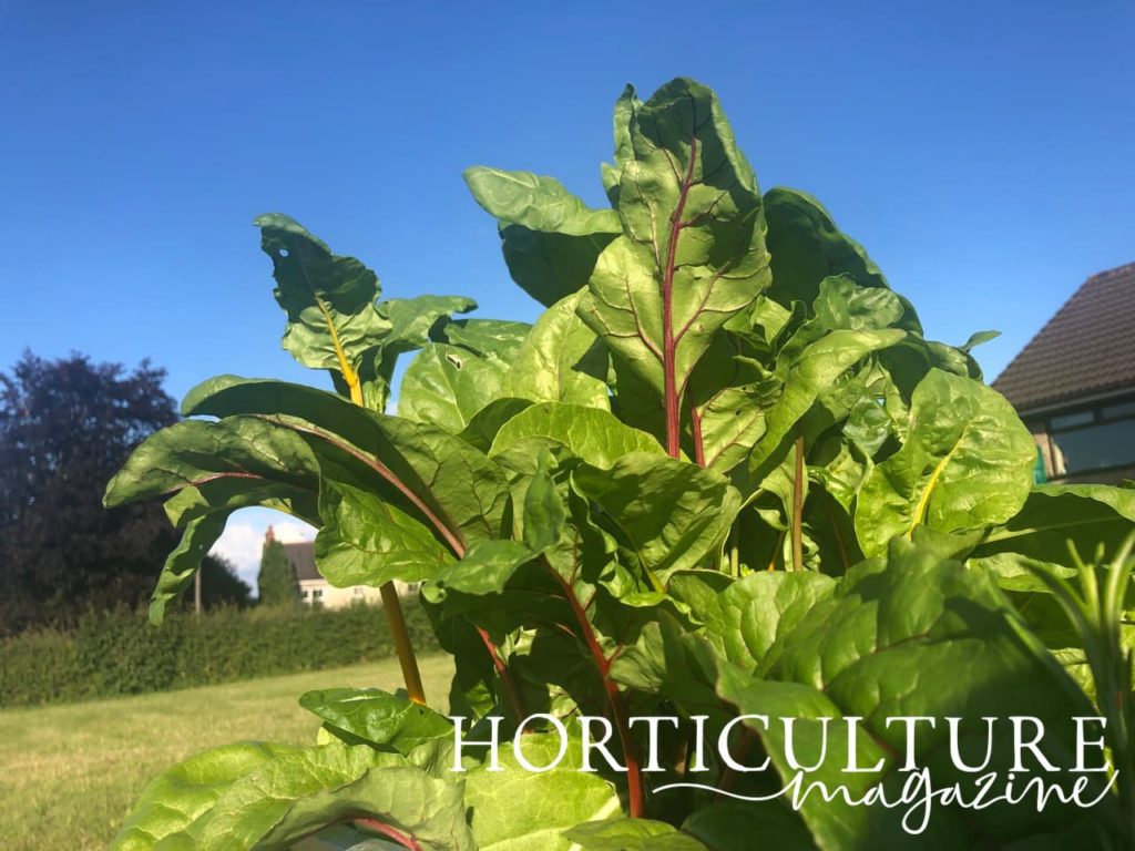 leafy chard shown in a large garden with a house and hedging in the background