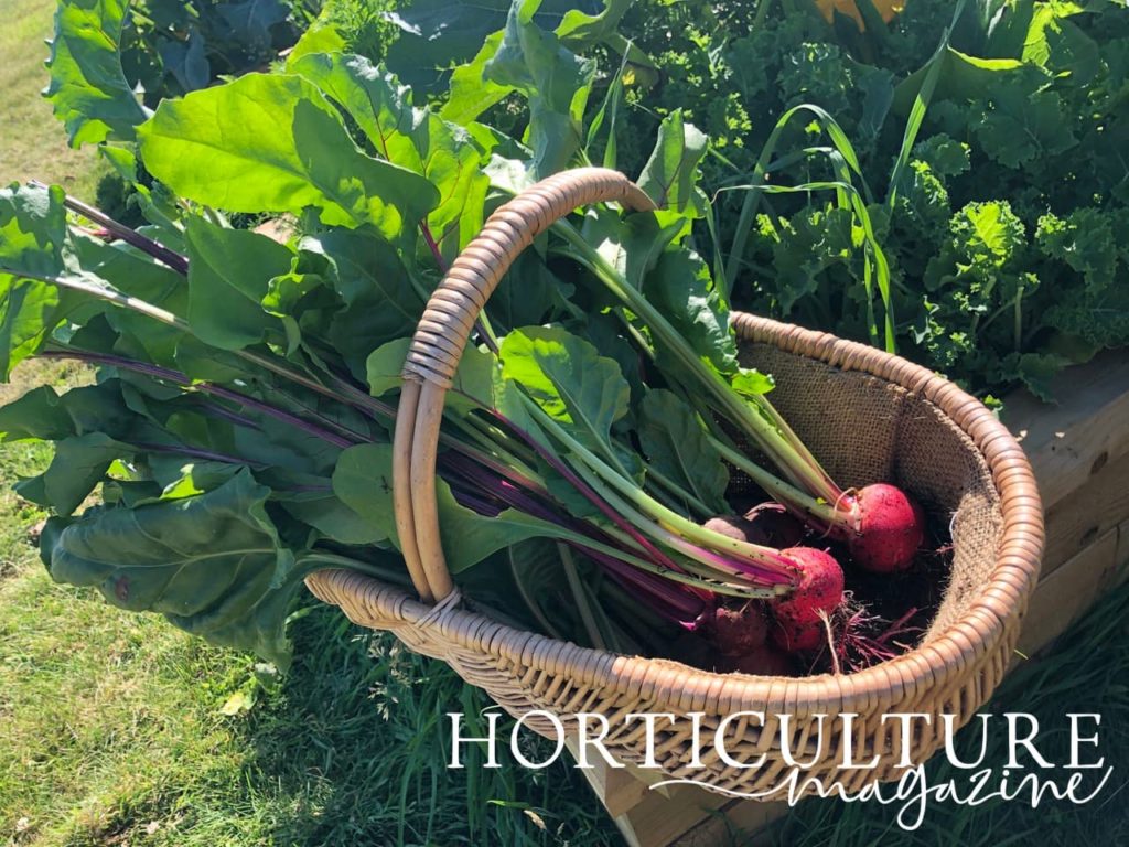 freshly harvested beetroot (including leaves) placed in a wicker basket