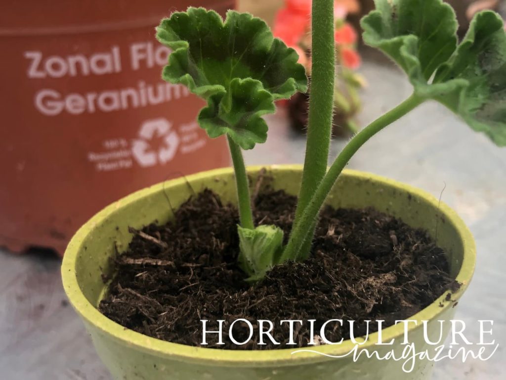 small geranium cutting in its pot