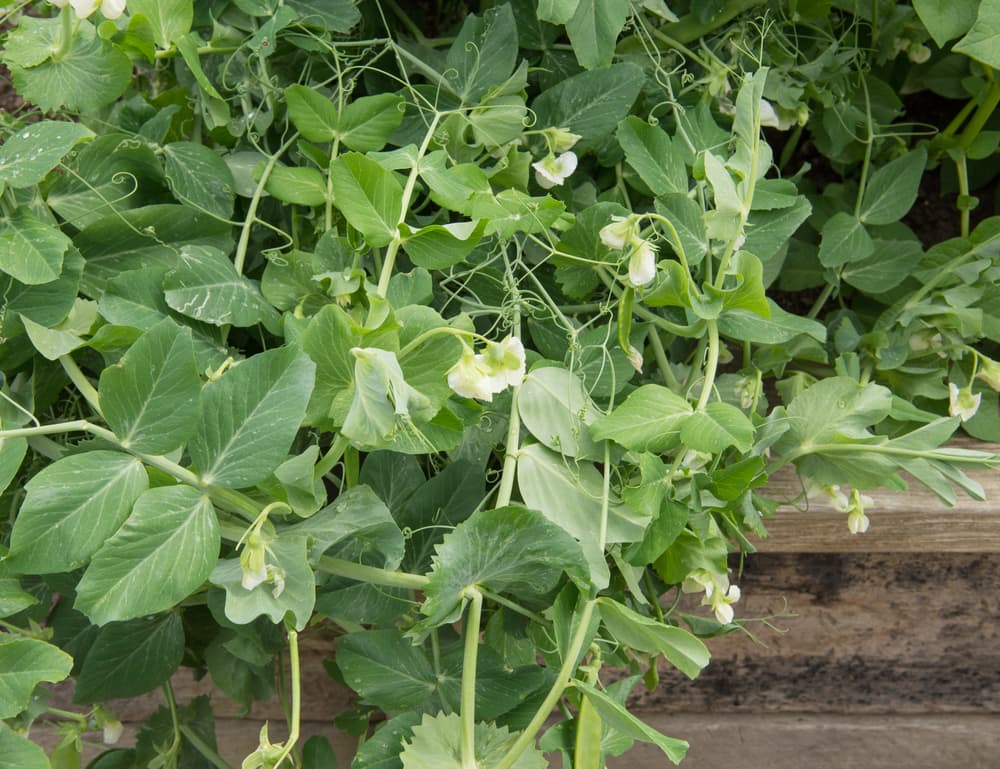 Peas 'Hurst Green Shaft' variety growing out of raised beds without any support structure