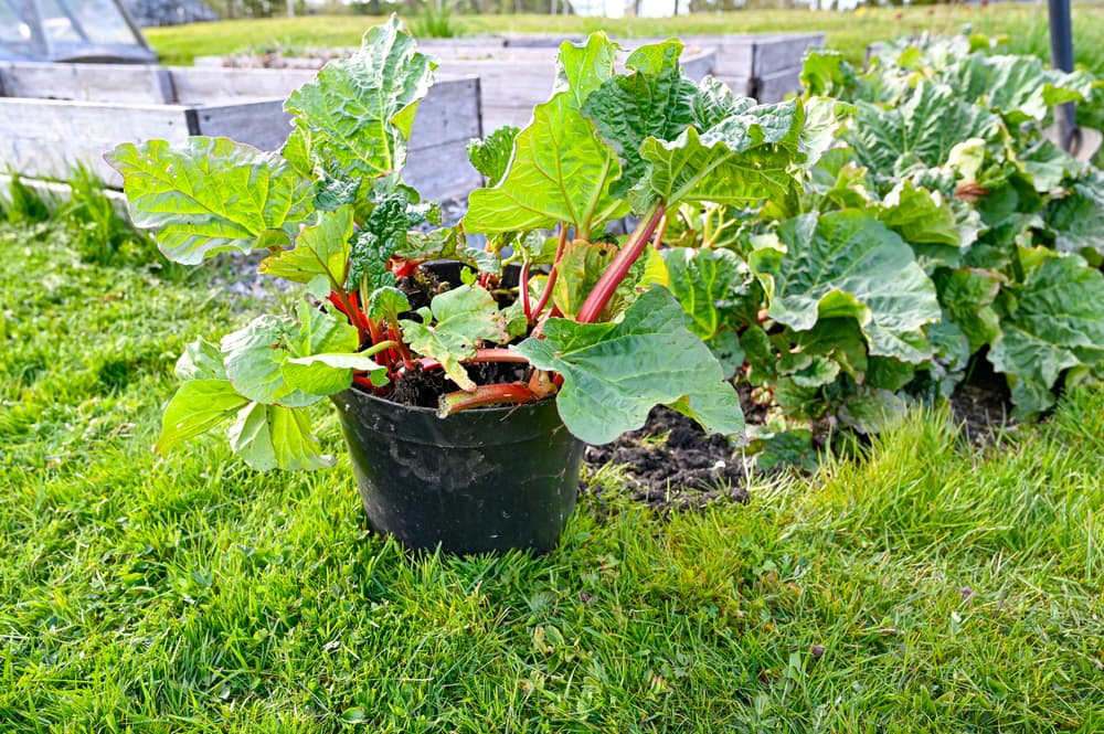 rhubarb plant in a large black plastic container with raised timber beds in the background