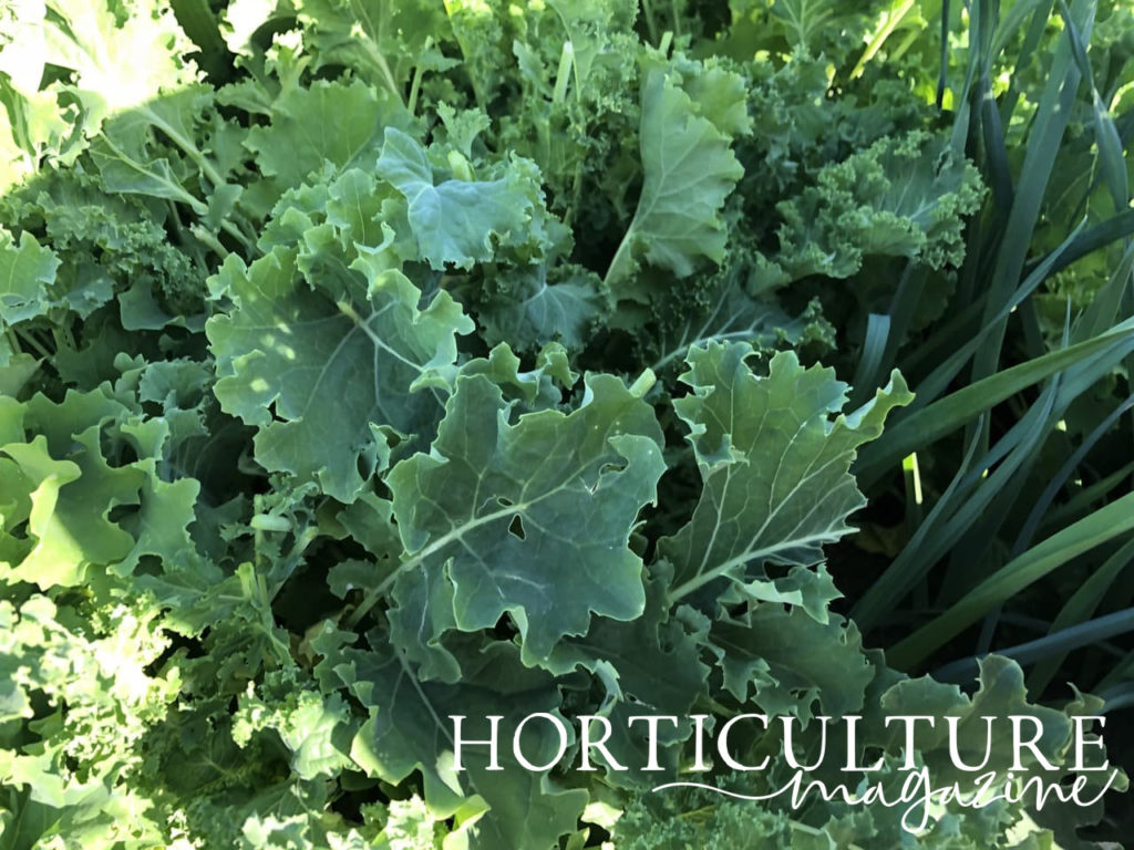 flourishing kale ready for harvest