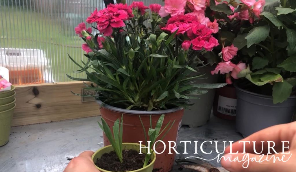 flowering dianthus in a container, with a much smaller pot containing the cuttings