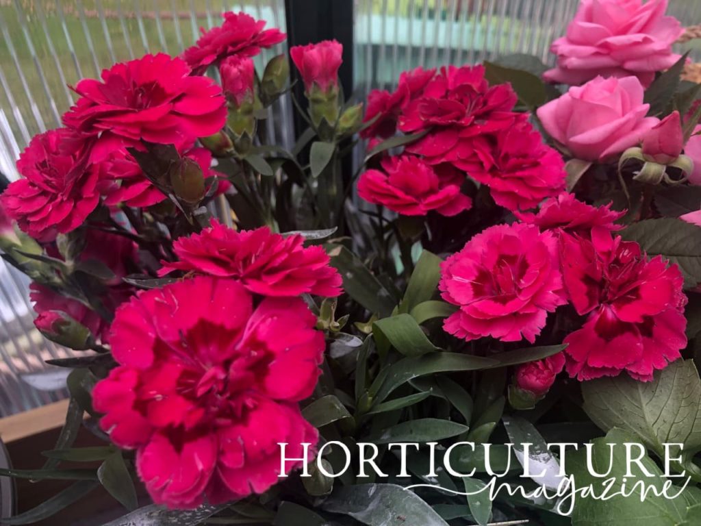 carnation flowers with greenhouse wall in background