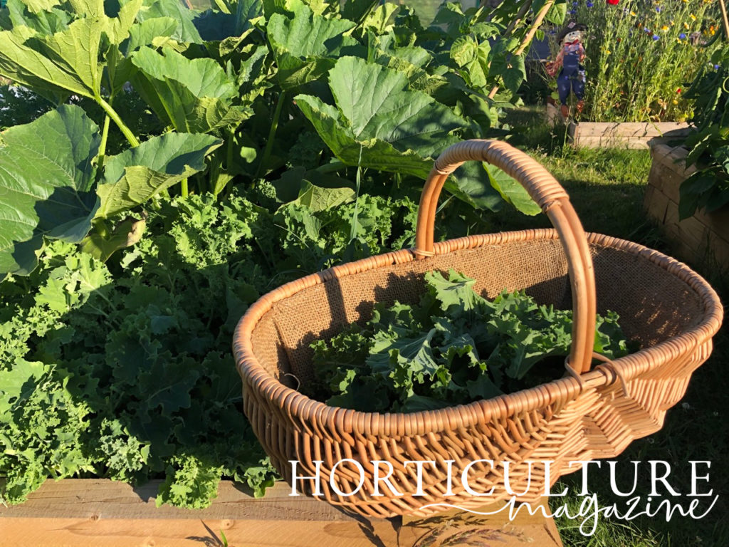 harvested kale in a wicker basket