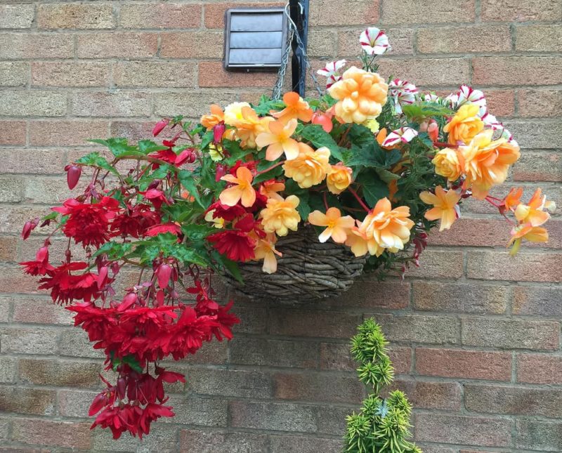 Growing Begonia In Hanging Baskets Horticulture.co.uk