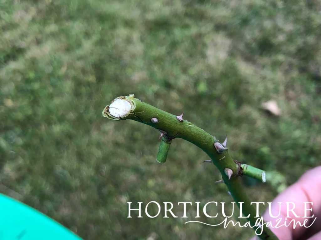 hand holding a softwood rose cutting