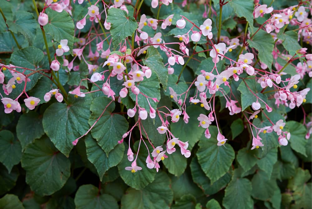 trailing flowers of hardy Begonia grandis