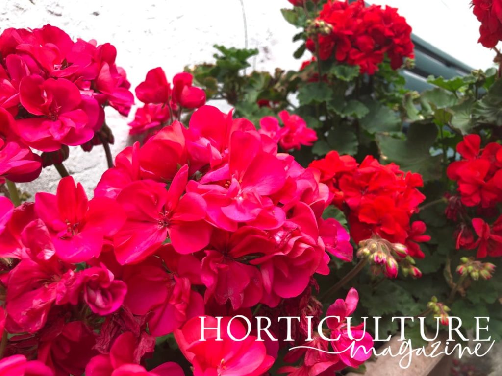 pink and red flowering geraniums