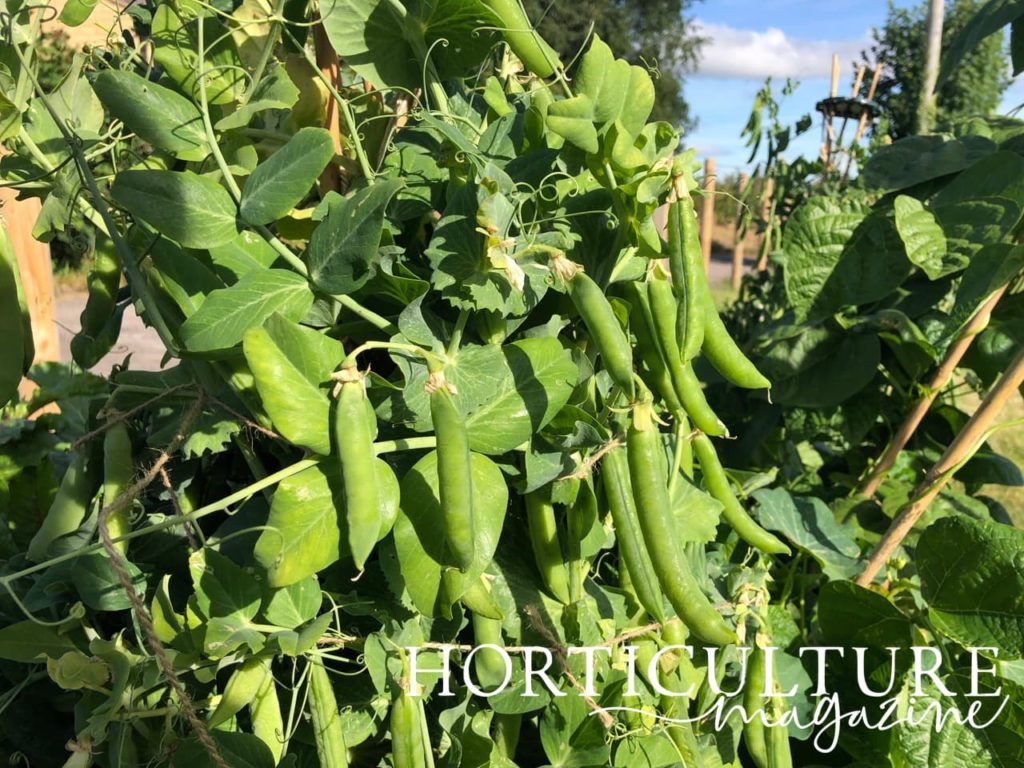 pisum sativum plant with hanging beans and a bamboo support structure visible in the background