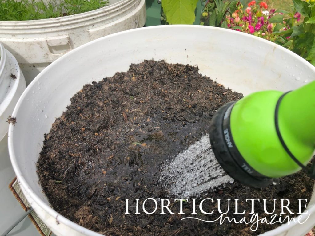 watering in potted beetroot using a hose