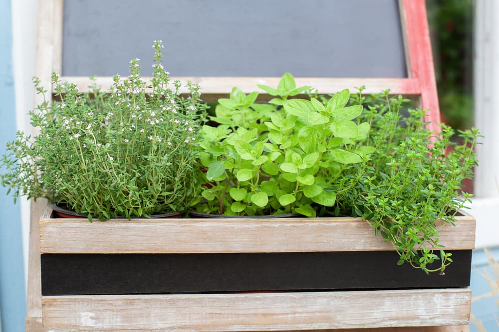 tarragon and basil growing from a timber window box