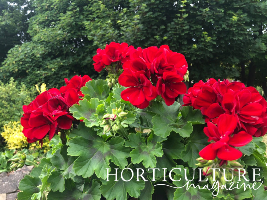 a geranium plant with red flowers placed in full sun