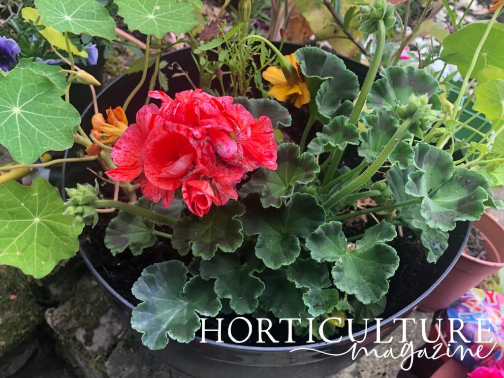 pink flowering geranium plant in a large plastic container with nasturtium foliage in the background