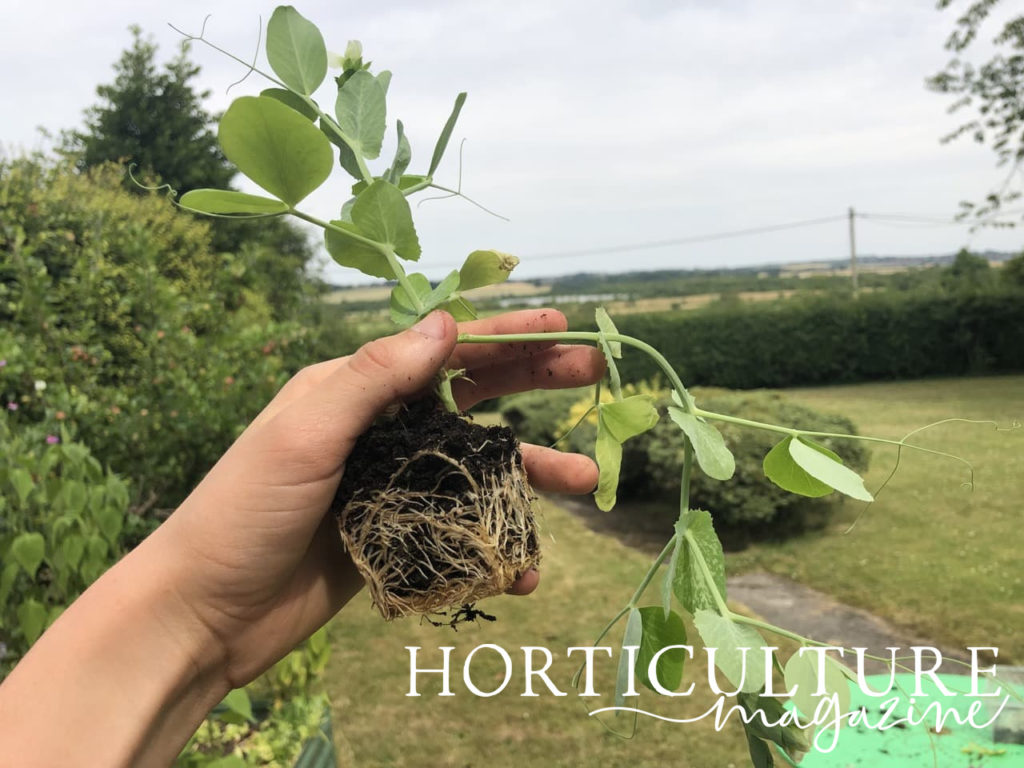 pea plug plants being held by a hand in front of a large open garden