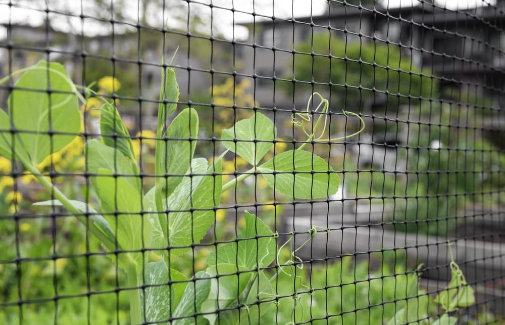 pea plant shown growing up garden netting with buildings in the background