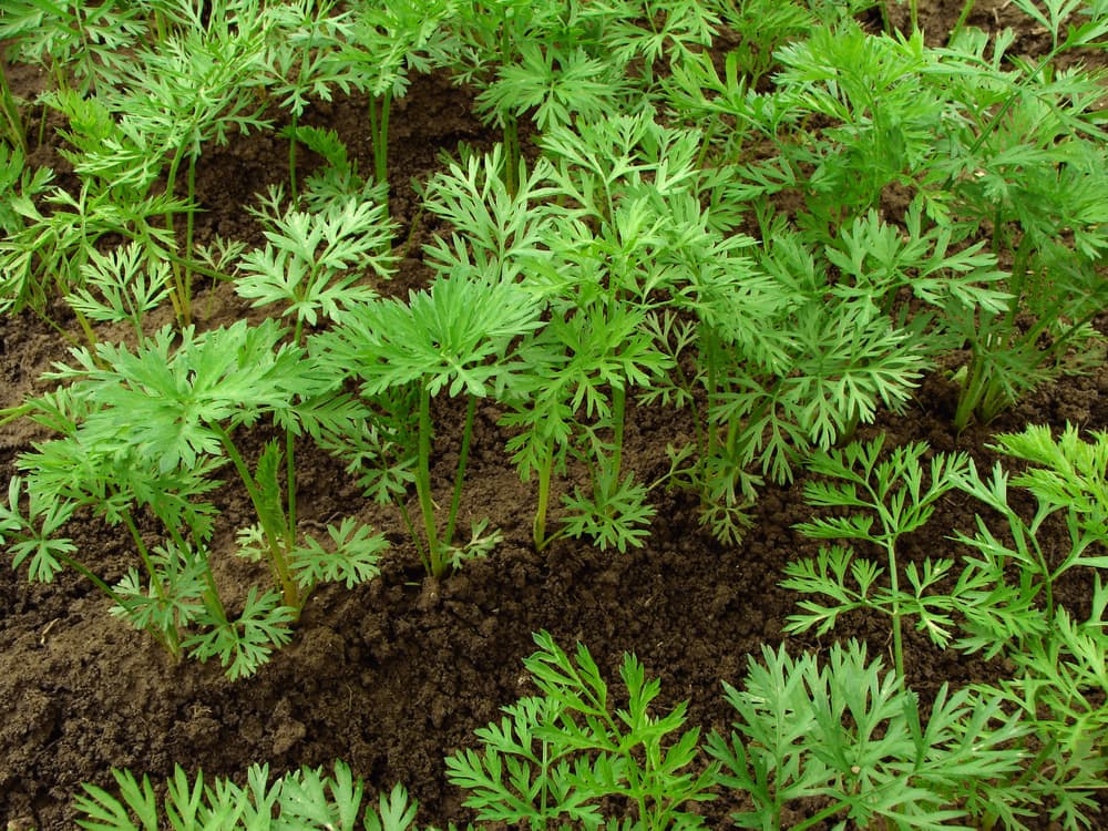 rows of freshly sown carrot plants with distinctive foliage