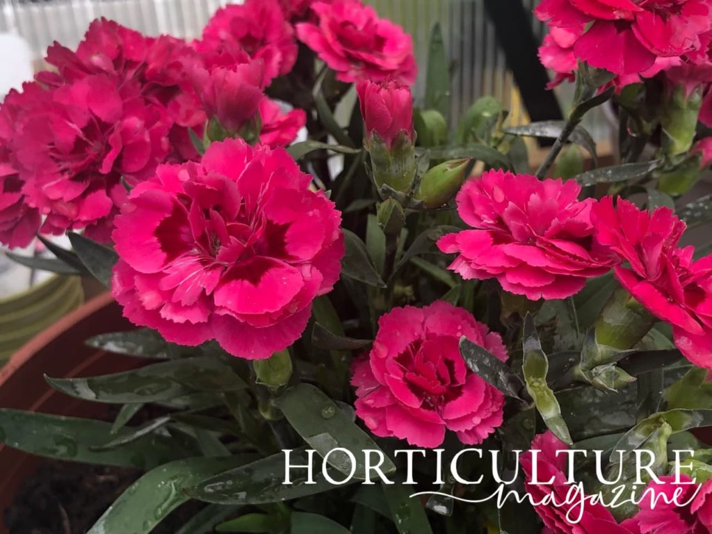 close up of pink dianthus flowers in their pot