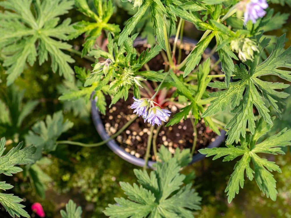 Geranium pratense in a plastic pot