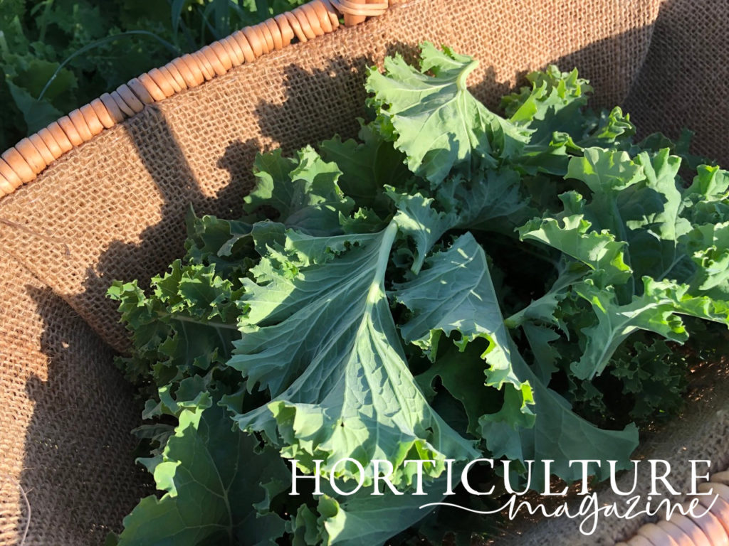 close up of harvested kale in a wicker basket with dappled sunlight