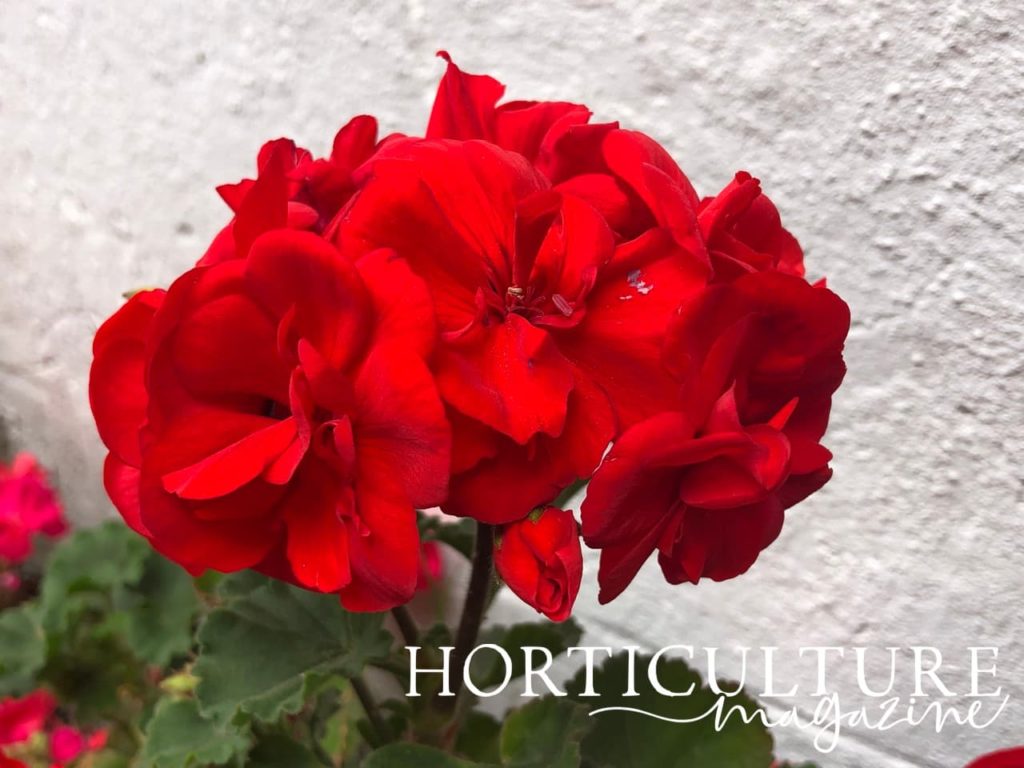 red geranium blooms against a painted white background