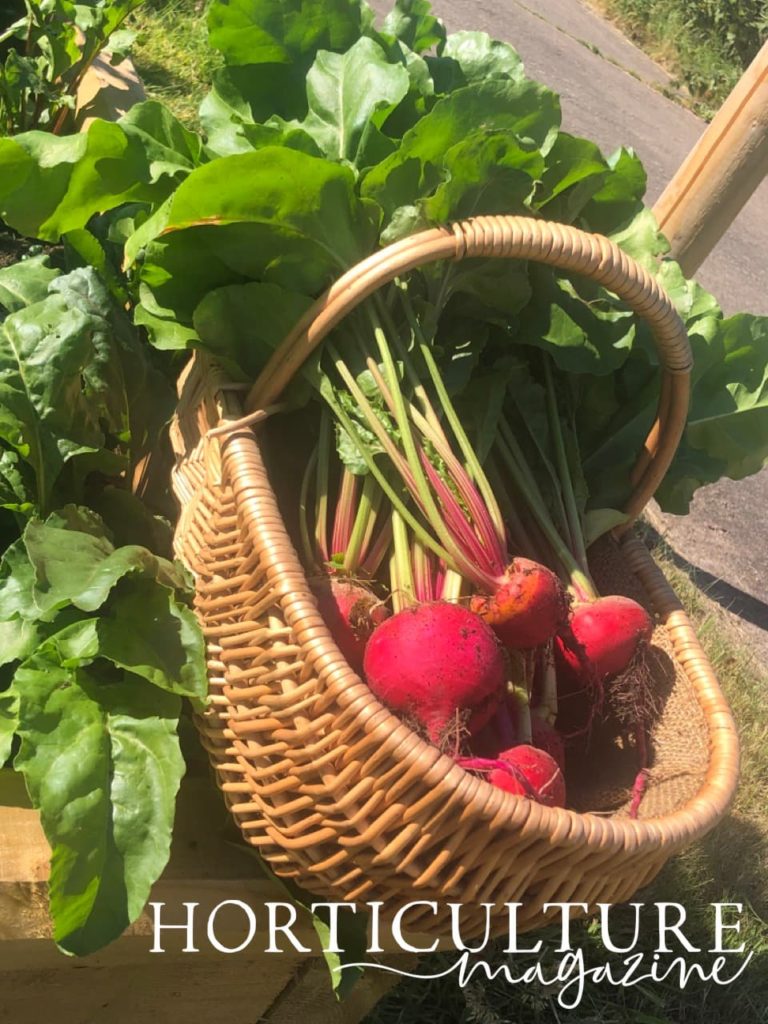 larger mature beetroot in a wicker basket