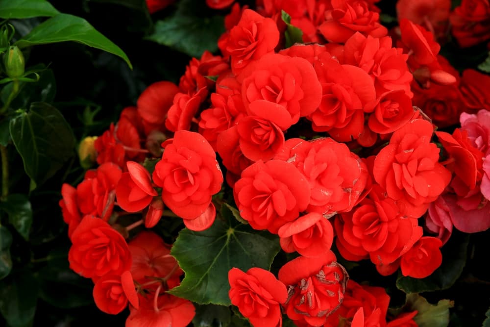 red flowers of B. grandis subsp. evansiana