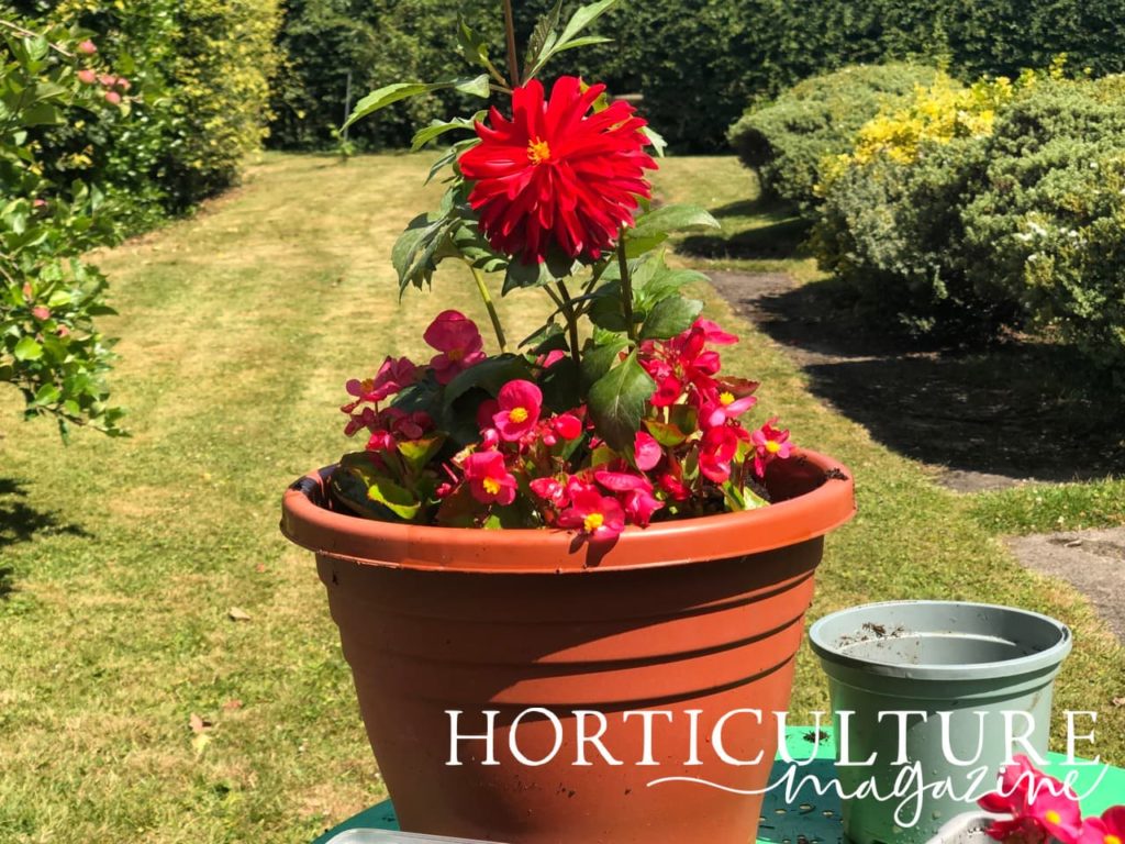 large red dahlia flower growing with pink begonia flowers in a big container, with a large garden space in the background