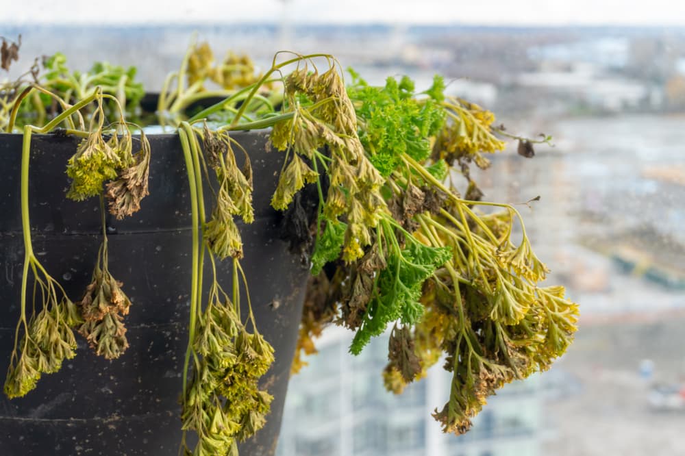 dying parsley with leaves wilting out of a black container