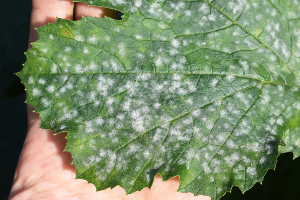 closeup of fungal disease spots on the leaf of a courgette plant