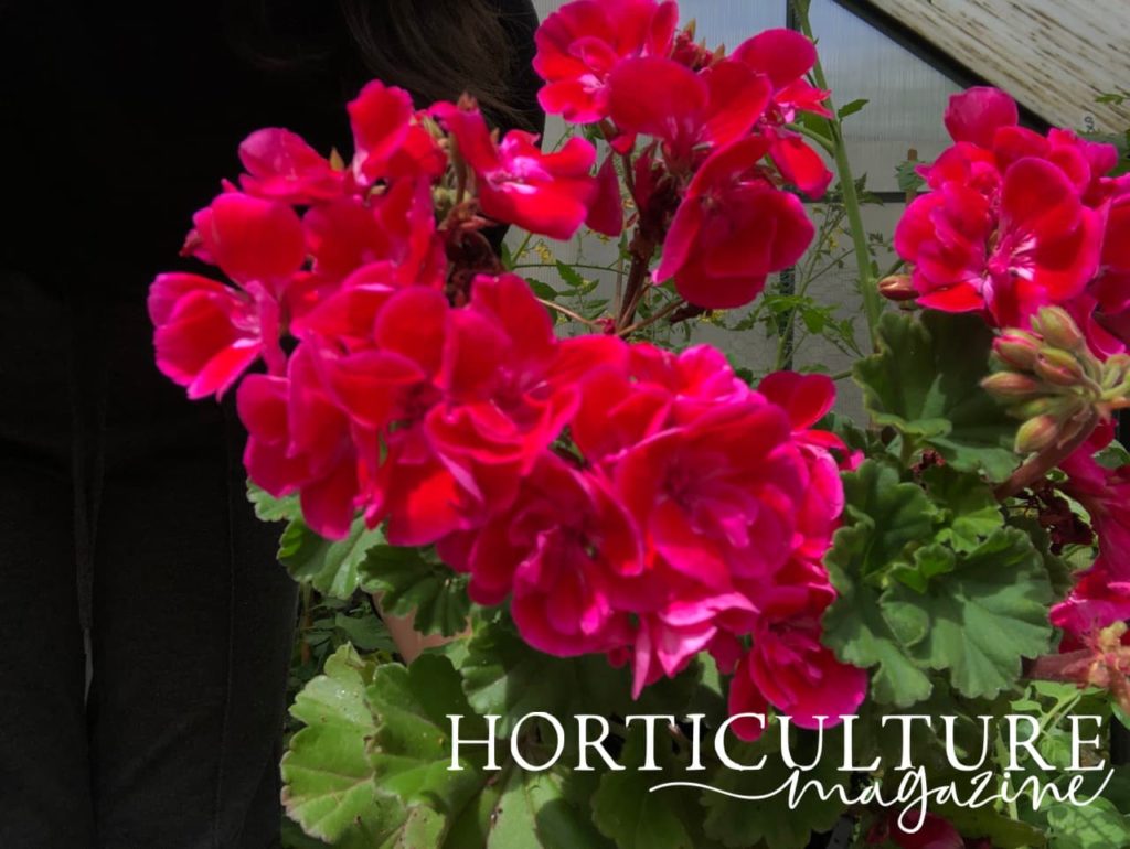 pink flowering geraniums