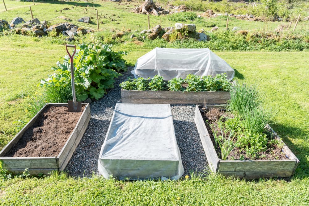 a garden space with multiple raised beds used to grow an edible yield