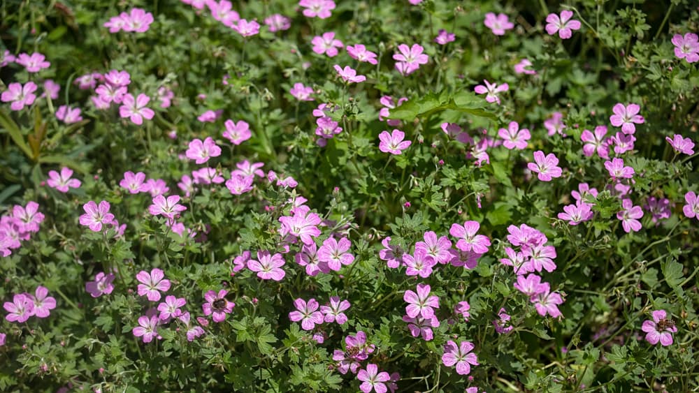 small pink flowers of geranium mavis simpson